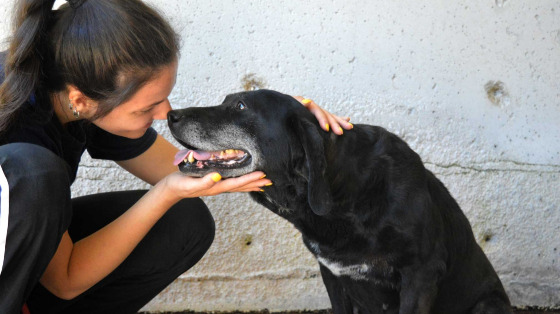 Dai una zampa agli animali abbandonati