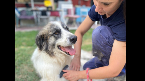 Dai una zampa agli animali abbandonati