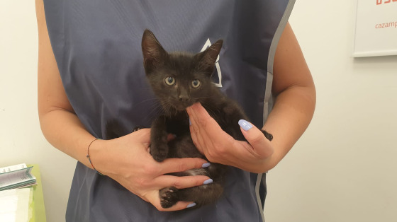 Dai una zampa agli animali abbandonati