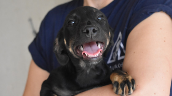UNA FAMIGLIA PER GLI ANIMALI ABBANDONATI