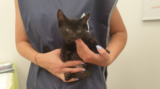 UNA FAMIGLIA PER GLI ANIMALI ABBANDONATI