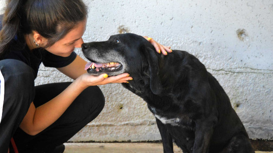 Diventa Volontario all’ALFA VILLAGE: Fai la Differenza nella Vita degli Animali!