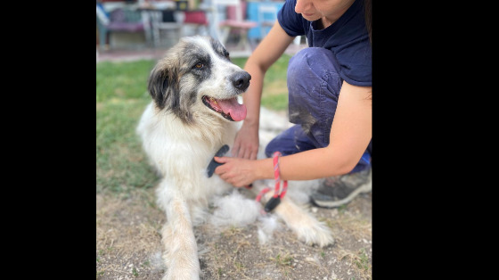 Diventa Volontario all’ALFA VILLAGE: Fai la Differenza nella Vita degli Animali!