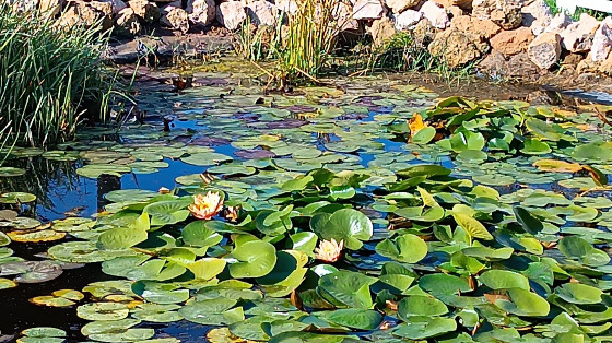Allestiamo i nostri giardini per la primavera!!