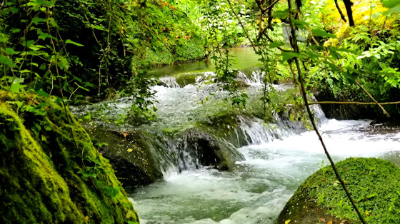 Volontariato Olistico-Sociale: Natura, Comunità e Bene Comune In Azione