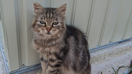 Prenditi cura dei gatti di Guidonia