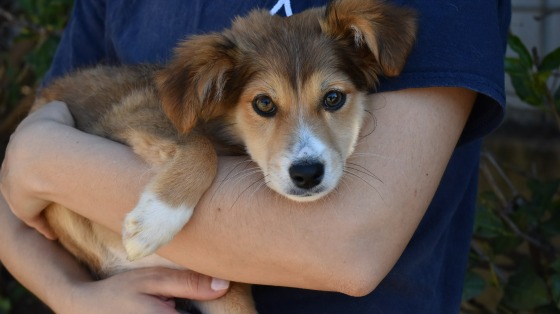 Folle D’Amore – I Banchetti Natalizi Solidali di ALFA (Ostiense)