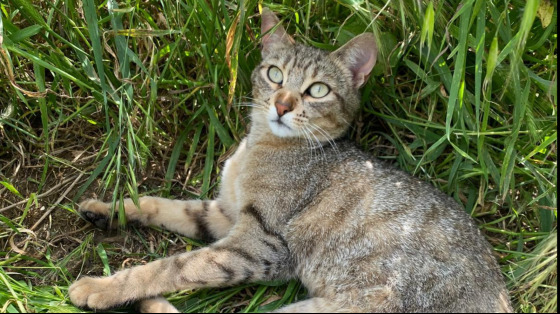 Prenditi cura dei gatti di Guidonia