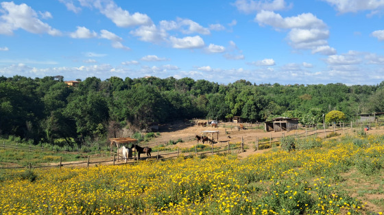Pulizia degli spazi dedicati ai cavalli e agli altri animali dell’ASD Etruria