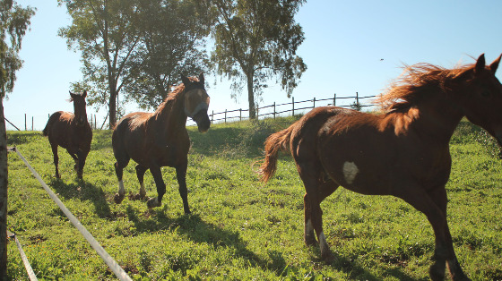 Pulizia degli spazi dedicati ai cavalli e agli altri animali dell’ASD Etruria