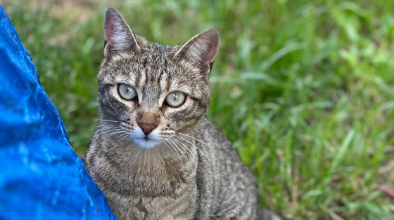 Prenditi cura dei gatti di Guidonia