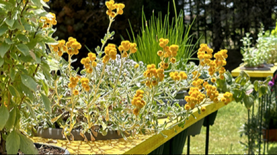 Storie di orti, piante e ricordi