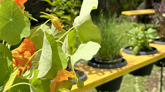 Storie di orti, piante e ricordi