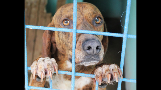 Diventa la voce che può cambiare il destino di un animale