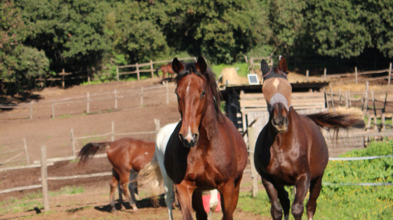 Pulizia degli spazi dedicati ai cavalli e agli altri animali dell’ASD Etruria