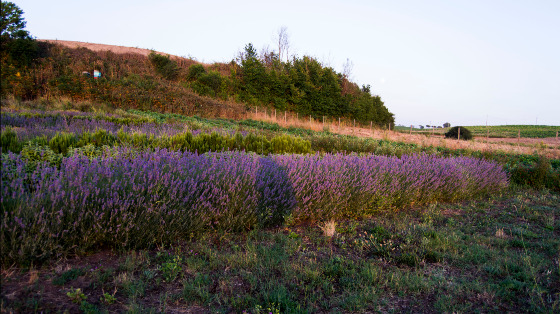 Il grande lavandeto ha bisogno della cura di tante mani, ti va di darci una mano?