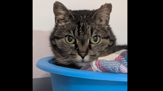 Raccolta per i Gatti di Val Cannuta (Elite-Pet)