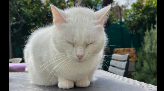 Raccolta per i Gatti di Val Cannuta (Arcaplanet Pineta Sacchetti)