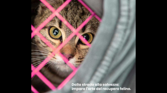 CATturatori – Cura e Rinascita