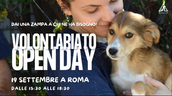 Dai una zampa agli animali abbandonati!