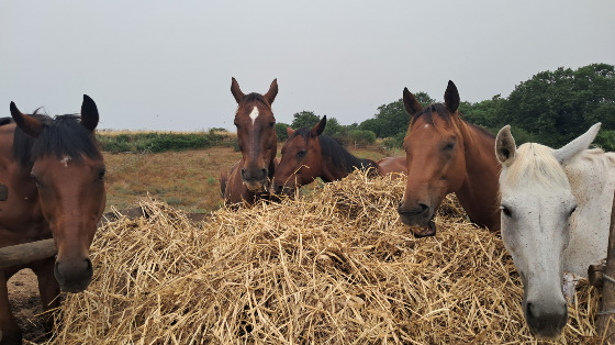 Pulizia degli spazi dedicati ai cavalli e agli altri animali dell’ASD Etruria
