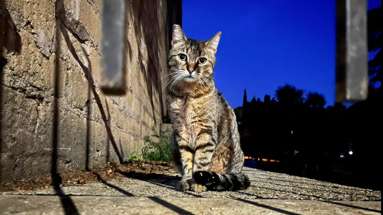 Pappa e sabbia urgente per gatti