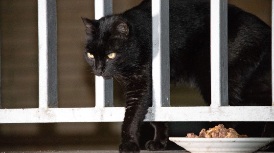 Pappa e sabbia urgente per gatti
