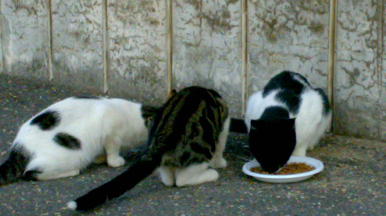 Pappa e sabbia urgente per gatti