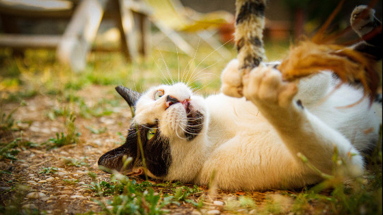 Fotografia e gatti