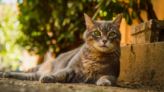 Fotografia e gatti