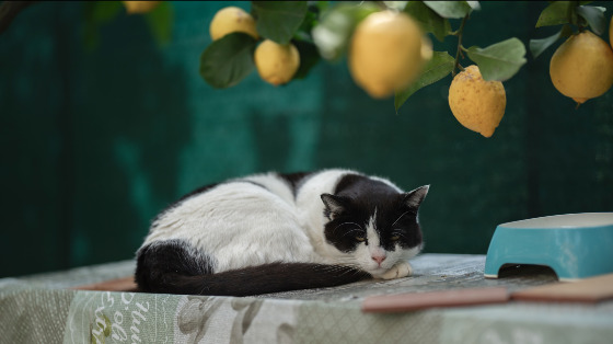 Fotografia e gatti
