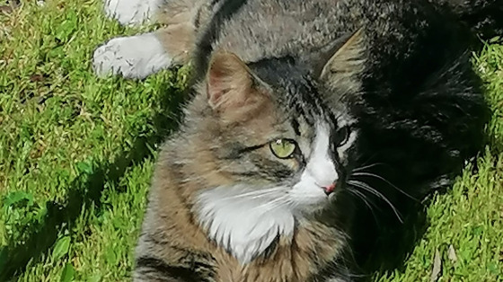 Pappe per Gatti per Zampette & Vibrisse