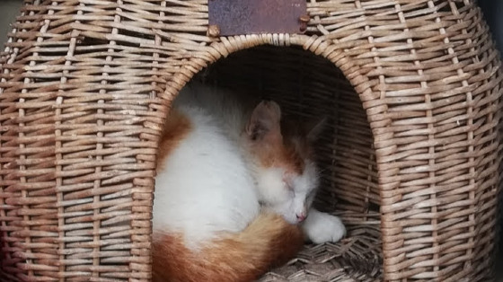 Pappe per Gatti per Zampette & Vibrisse