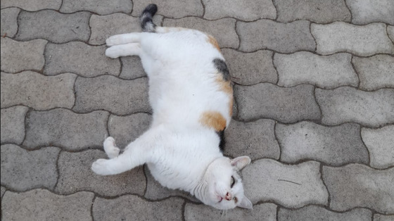 Pappe per Gatti per Zampette & Vibrisse