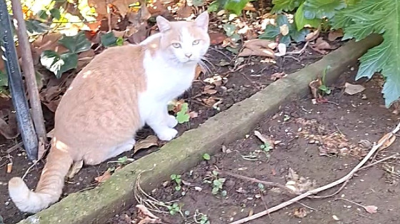 Pappe per Gatti per Zampette & Vibrisse